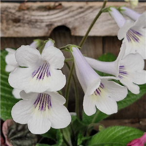 Streptocarpus 'Rhiannon'